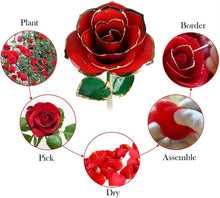 Load image into Gallery viewer, Valentines Day Gifts for Her, Real Rose Dipped in 24K Gold, Preserved Rose Flower